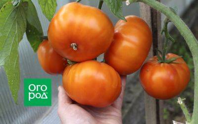 Как вырастить крупные помидоры: 5 секретов от фермера - ogorod.ru