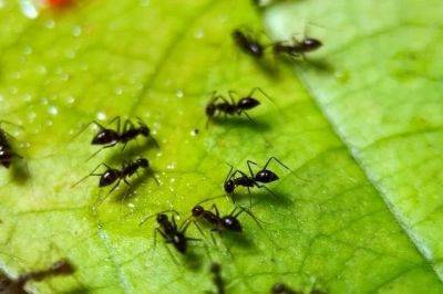Какой травы и цветов боятся муравьи на огороде? - aif.ru