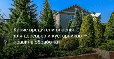 Какие вредители опасны для деревьев и кустарников — правила обработки - botanichka.ru