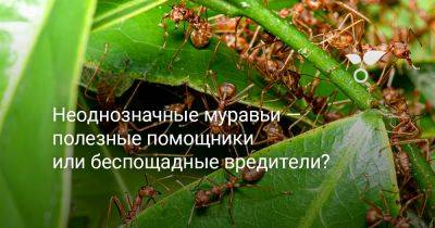 Неоднозначные муравьи — полезные помощники или беспощадные вредители? - botanichka.ru