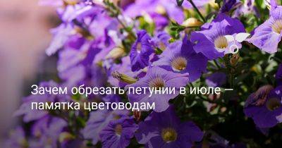 Зачем обрезать петунии в июле — памятка цветоводам - botanichka.ru