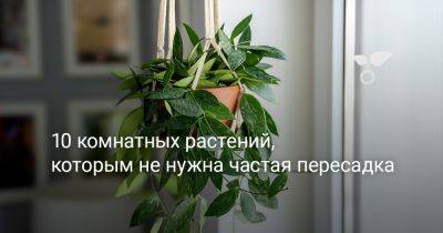 10 комнатных растений, которым не нужна частая пересадка - botanichka.ru