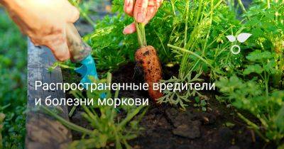 Распространенные вредители и болезни моркови - botanichka.ru