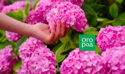 5 дел, которые нужно успеть сделать с гортензией до цветения - ogorod.ru