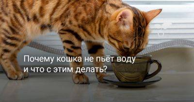 Почему кошка не пьёт воду и что с этим делать? - botanichka.ru