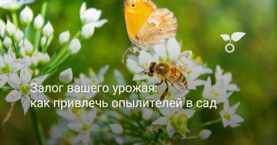 Залог вашего урожая: как привлечь опылителей в сад - botanichka.ru