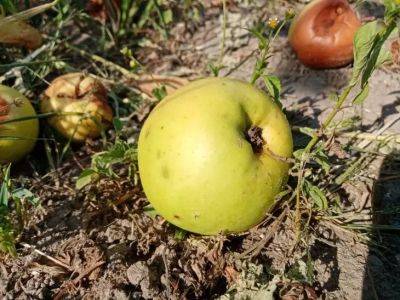 Игорь Зур - Почему осыпаются яблоки: дачникам рассказали, как спасти урожай - belnovosti.by