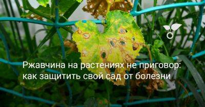 Ржавчина на растениях не приговор — как защитить свой сад от болезни? - botanichka.ru