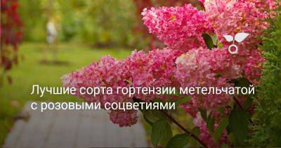 Лучшие сорта гортензии метельчатой c розовыми соцветиями - botanichka.ru - Япония
