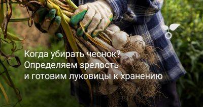 Когда убирать чеснок? Определяем зрелость и готовим луковицы к хранению - botanichka.ru