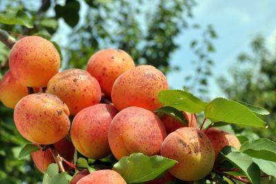 Почему абрикосы "в пятнышко" и можно ли их есть - ogorod.ru
