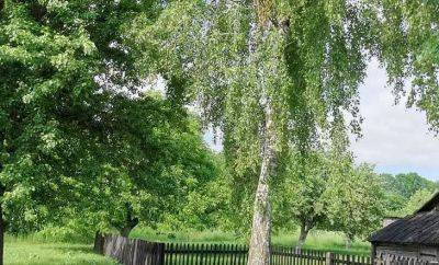 Тимур Хомичев - Эти деревья лучше убирать сразу с участка: факты, которые станут неожиданностью для дачников - belnovosti.by