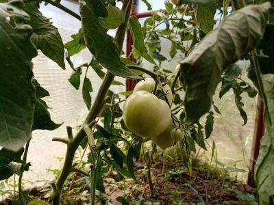 Правильное удаление лишних листьев на помидорах: ключ к обильному урожаю - belnovosti.by