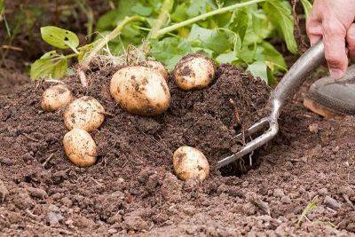 Выращиваем картошку по методике Балабанова - vsadu.ru - Ссср