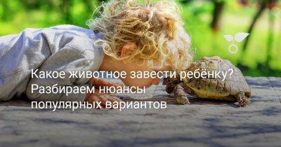 Какое животное завести ребёнку? Разбираем нюансы популярных вариантов - botanichka.ru