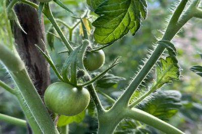 Тимур Хомичев - Надо ли поливать томаты в июле: как часто это делать для урожая – советы огородникам - belnovosti.by
