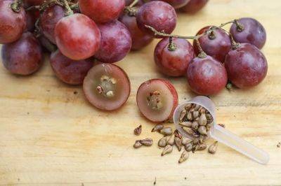 Как правильно выращивать виноград из косточки? - aif.ru - Россия - г. Виноград