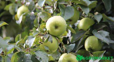 Основные причины отсутствия плодов у яблони - agro-market.net