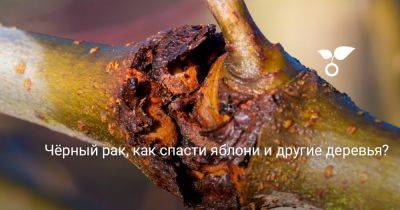 Чёрный рак, как спасти яблони и другие деревья? - botanichka.ru