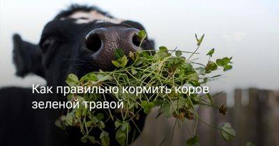 Как правильно кормить коров зеленой травой - botanichka.ru