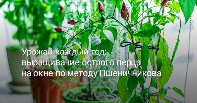 Урожай каждый год: выращивание острого перца на окне по методу Пшеничникова - botanichka.ru - Ивановская обл.