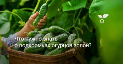 Что нужно знать о подкормках огурцов золой? - botanichka.ru