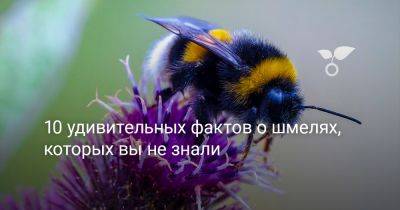 10 удивительных фактов о шмелях, которых вы не знали - botanichka.ru