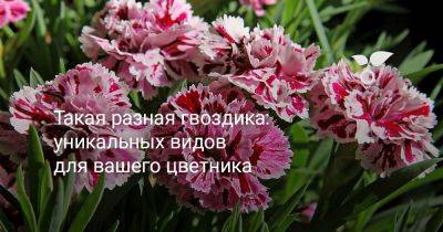 Такая разная гвоздика: 10 уникальных видов для вашего цветника - botanichka.ru
