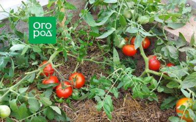 Стелющиеся томаты: достоинства и особенности выращивания - ogorod.ru