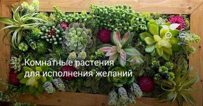 Комнатные растения для исполнения желаний - botanichka.ru
