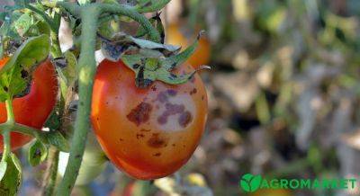 Лечение пятнистости томатов - agro-market.net