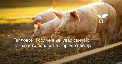 Тепловой и солнечный удар свиней: как спасти поросят в жаркую погоду - botanichka.ru