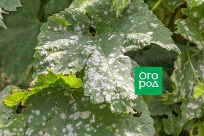 Как защитить виноград от оидиума во второй половине лета - ogorod.ru - г. Виноград