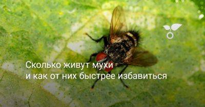 Сколько живут мухи и как от них быстрее избавиться - botanichka.ru