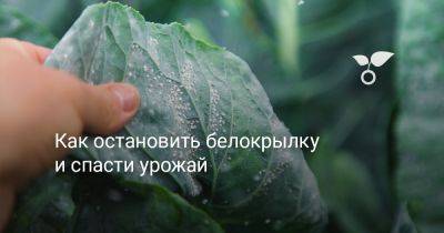 Как остановить белокрылку и спасти урожай? - botanichka.ru