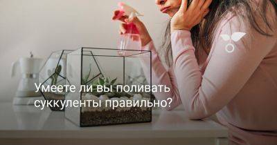 Умеете ли вы поливать суккуленты правильно? - botanichka.ru