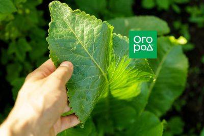 Как использовать листья хрена: 5 идей для сада и огорода - ogorod.ru