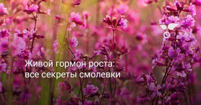 Растение-защитник смолевка — живой стимулятор цветника - botanichka.ru