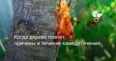 Когда дерево плачет: причины и лечение камедетечения - botanichka.ru