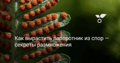 Как вырастить папоротник из спор — секреты размножения - botanichka.ru