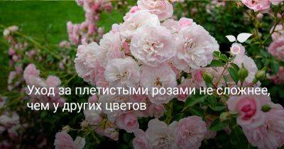 Уход за плетистыми розами не сложнее, чем у других цветов - botanichka.ru