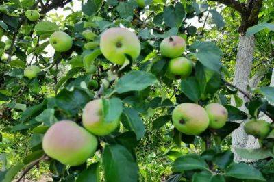 Елена Шимановская - Почему яблоня сбрасывает недозрелые яблоки: чтобы спасти урожай, нужно узнать причину - belnovosti.by