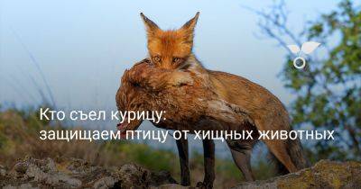 Кто убивает кур? Защищаем птицу от хищных животных - botanichka.ru
