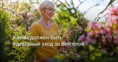 Каким должен быть идеальный уход за вейгелой? - botanichka.ru