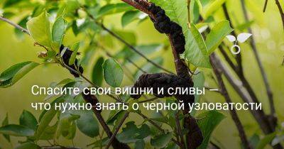 Спасите свои вишни и сливы — что нужно знать о черной узловатости - botanichka.ru