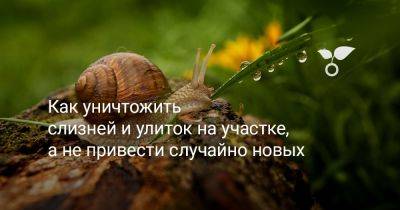 Как уничтожить слизней и улиток на участке, а не привести случайно новых - botanichka.ru