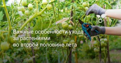 Важные особенности ухода за растениями во второй половине лета - botanichka.ru