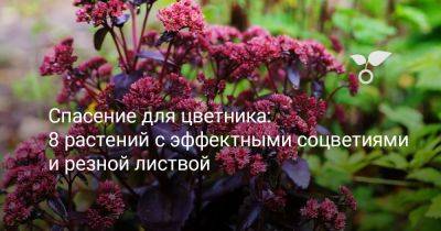 Спасение для цветника: 8 растений с эффектными соцветиями и резной листвой - botanichka.ru