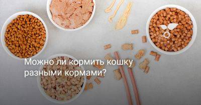 Можно ли кормить кошку разными кормами? - botanichka.ru