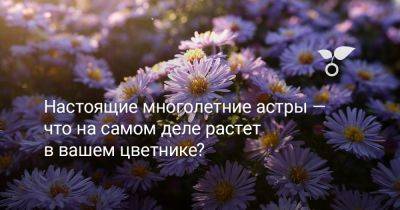 Настоящие многолетние астры — что на самом деле растет в вашем цветнике? - botanichka.ru - Россия - Свердловская обл. - Тюменская обл.